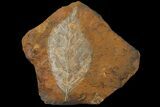 Paleocene Fossil Leaf (Averrhoites) - North Dakota #95507-1
